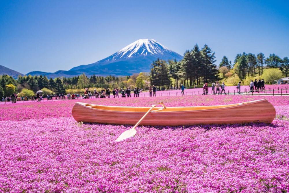 Fuji Shibazakura Festival