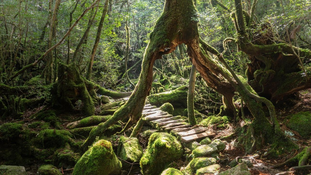 Yakushima