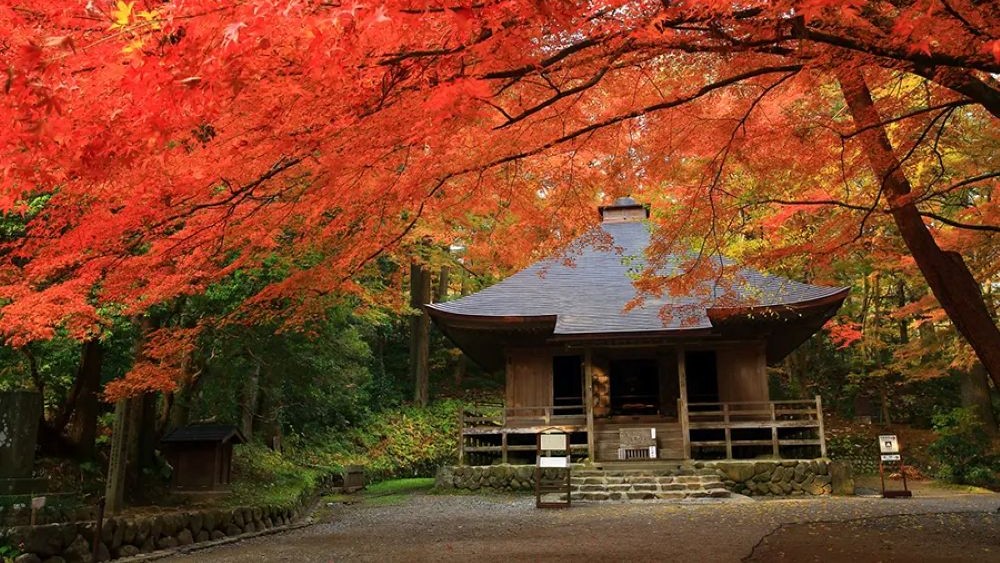 autumn foliage in japan