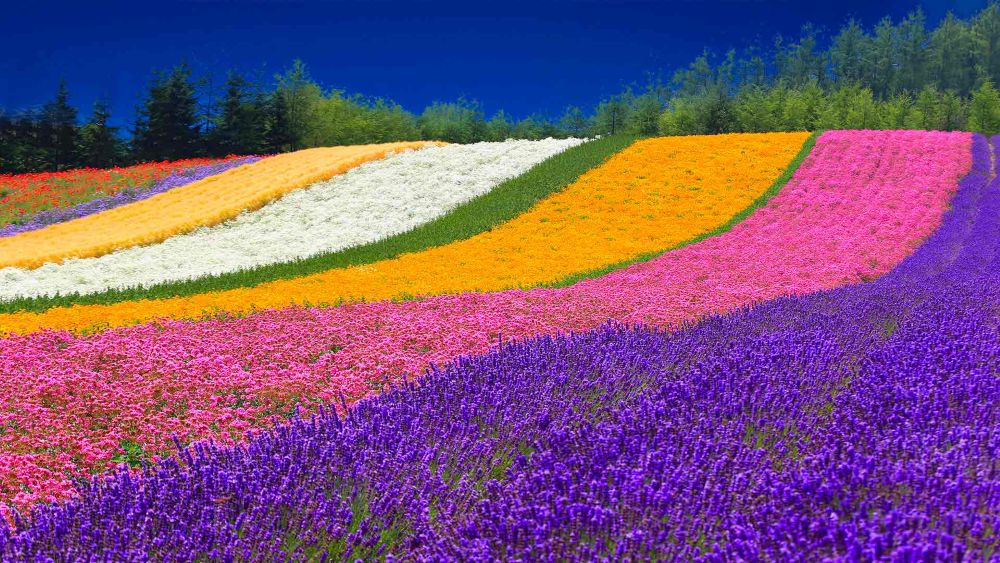 purple lavender fields in Furano