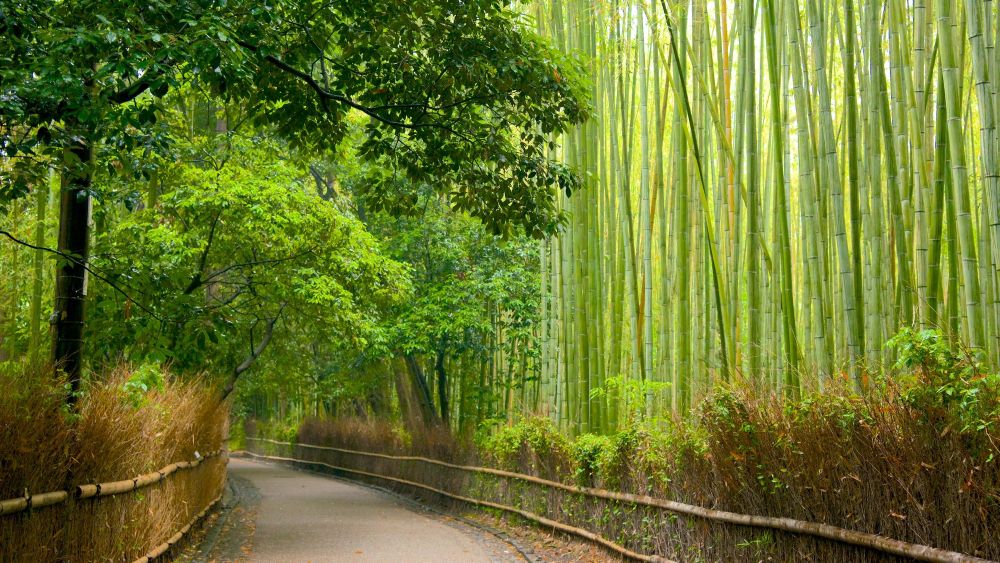 Arashiyama Kyoto