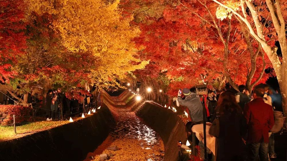 Meguro River dipenuhi daun merah