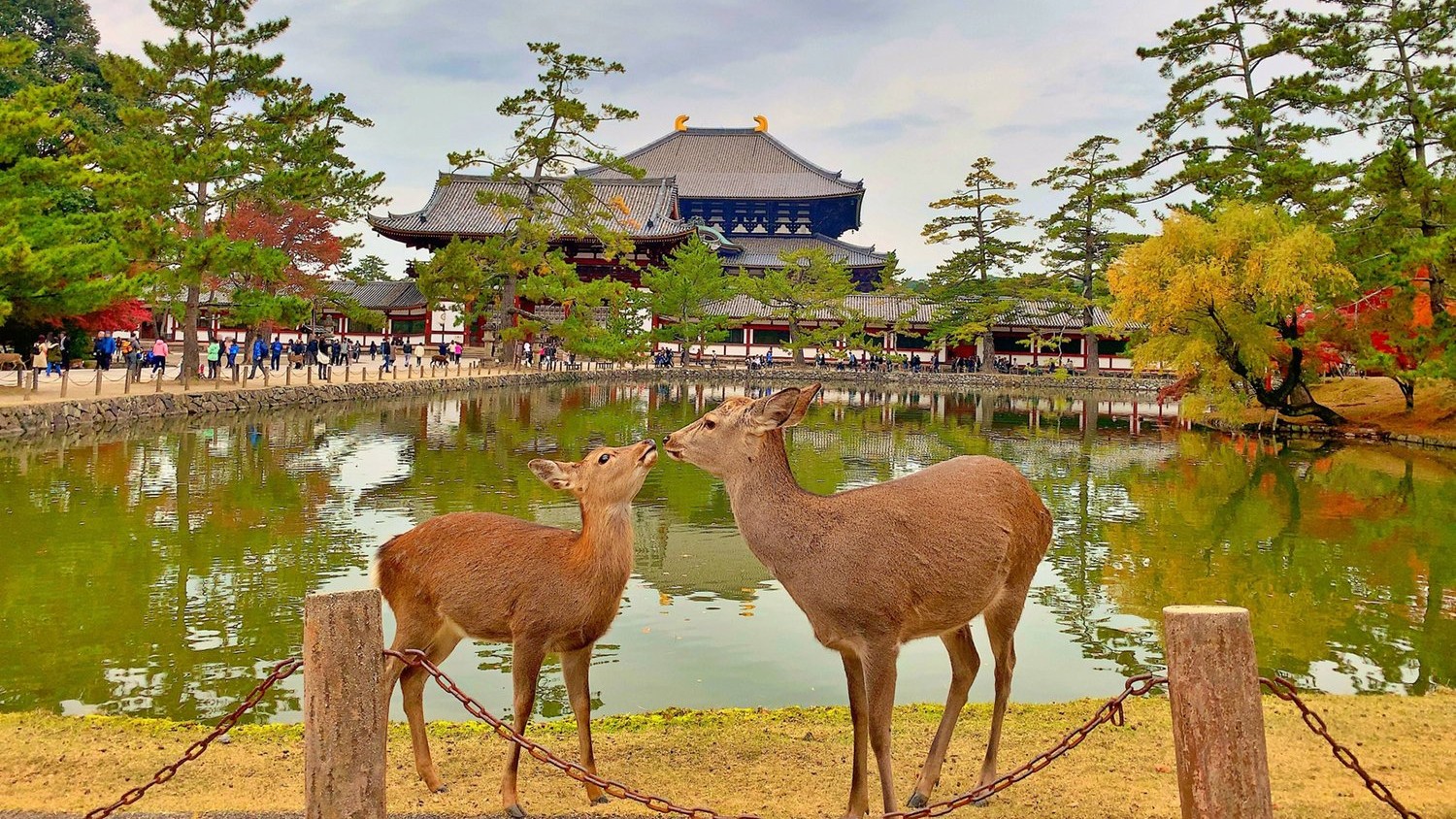 Nara Deer Park