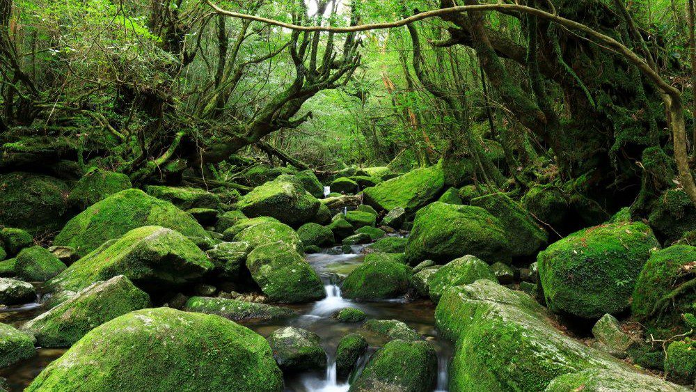 Yakushima