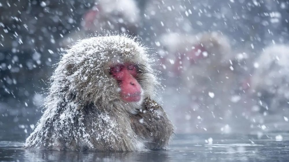 snow monkeys berendam