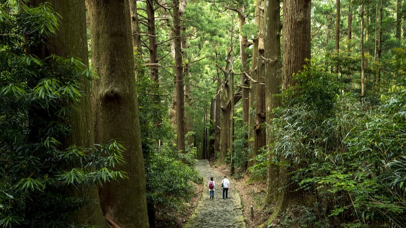 Menakjubkan! Hiking Rute Kumano Kodo: Waktu Terbaik & Tips Musim Gugur 2025