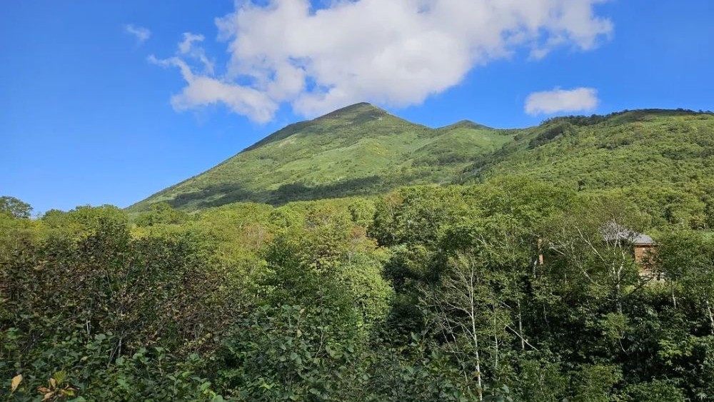 Niseko Forest