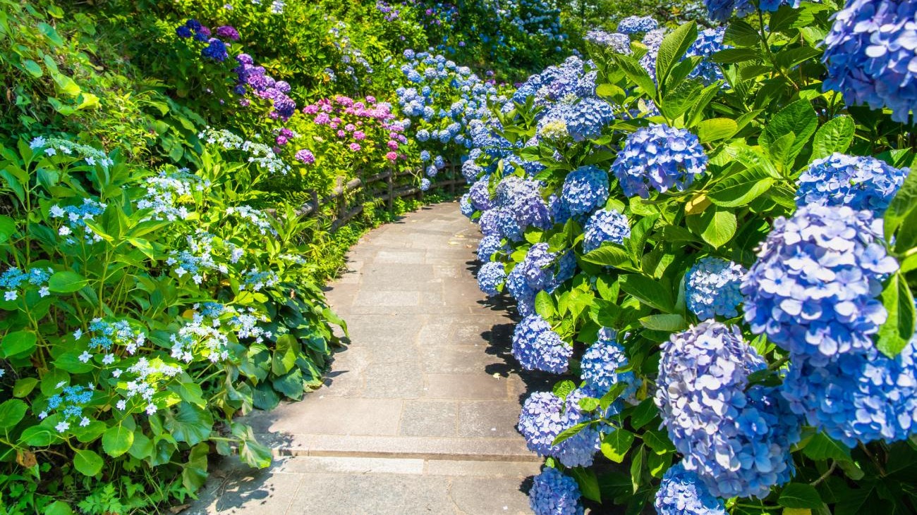 hydrangea garden path