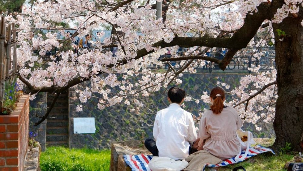 Hanami Di Jepang Review Wajib Kamu Tahu Sebelum ke Jepang!