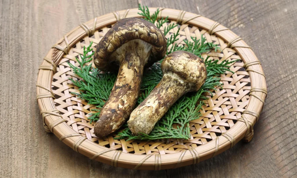 kuliner musim gugur Jepang, makanan khas musim gugur Jepang, jamur matsutake Jepang, ubi panggang Jepang, kuri kastanye Jepang, makanan tradisional Jepang musim gugur, kuliner Jepang 2025, wisata kuliner Jepang musim gugur