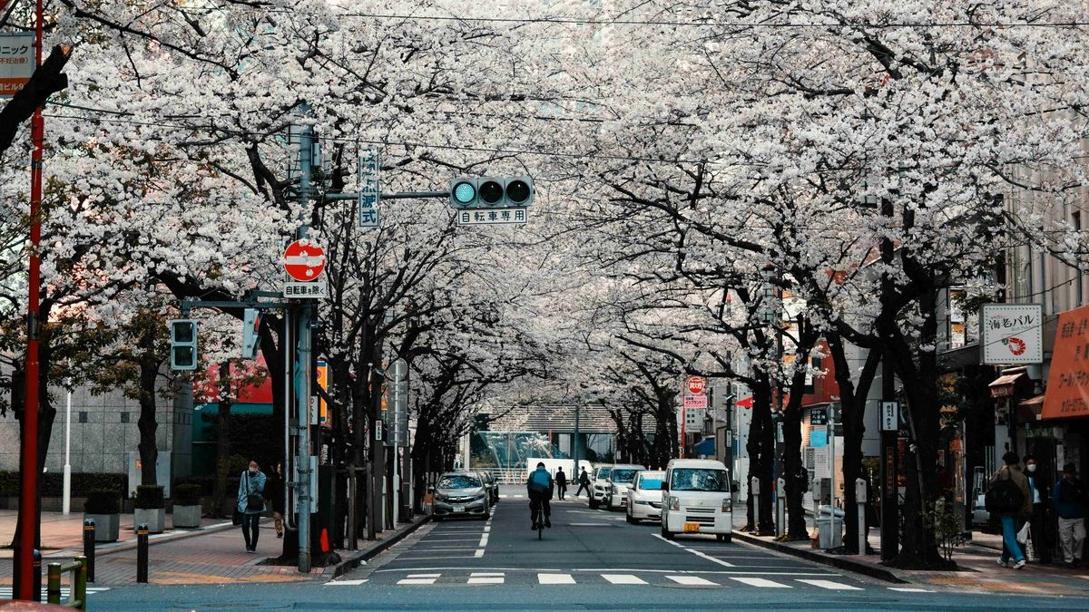 Jalanan Kakunodate dipenuhi pohon sakura