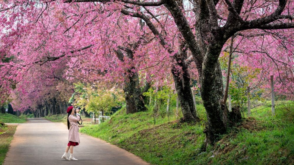 Itinerary 7 Hari Menikmati Musim Sakura Jepang 2025 yang Wajib Dicoba!