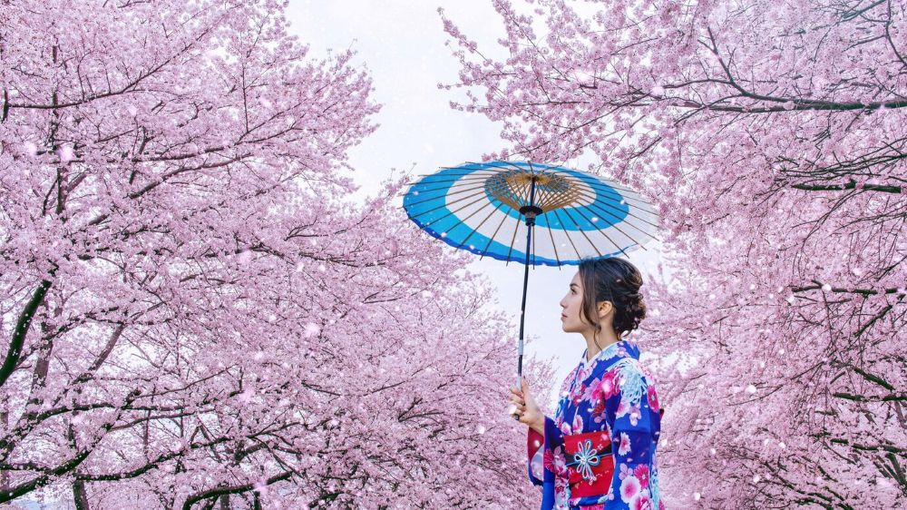 Kenapa Musim Sakura adalah Waktu Paling Sempurna Mengunjungi Jepang di 2025?