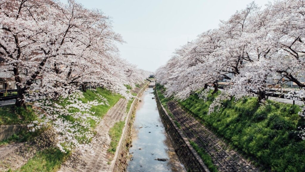 Festival Hanami Jepang 2025: Tradisi Memukau yang Wajib Disaksikan