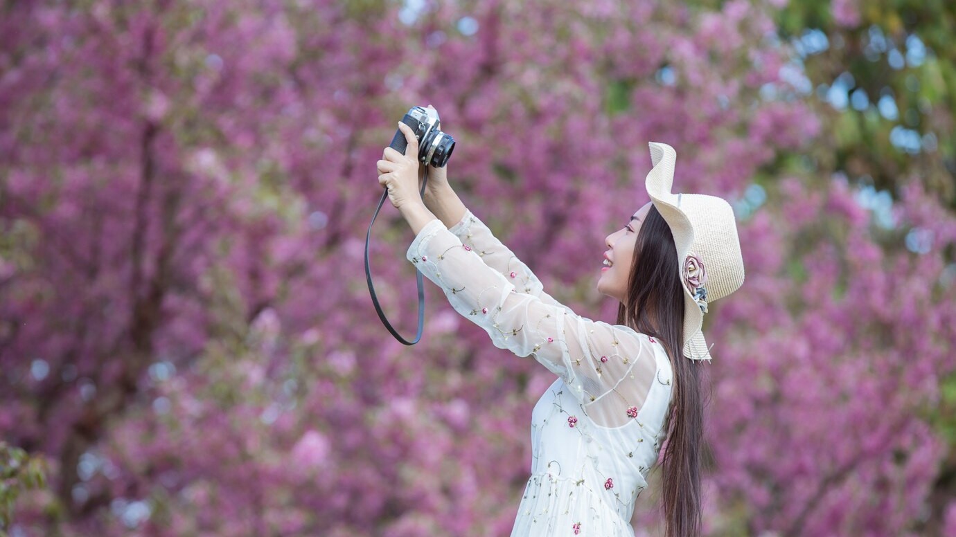 cherry blossom photos