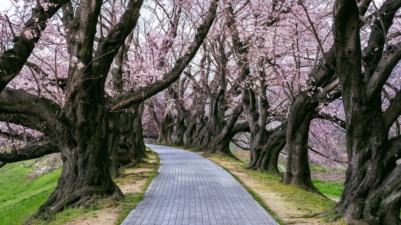 pohon sakura mekar penuh di Kyoto