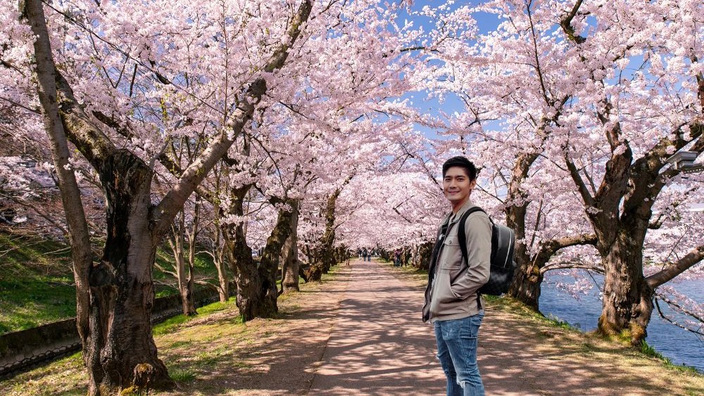 Hanami Di Jepang Review Wajib Kamu Tahu Sebelum ke Jepang!