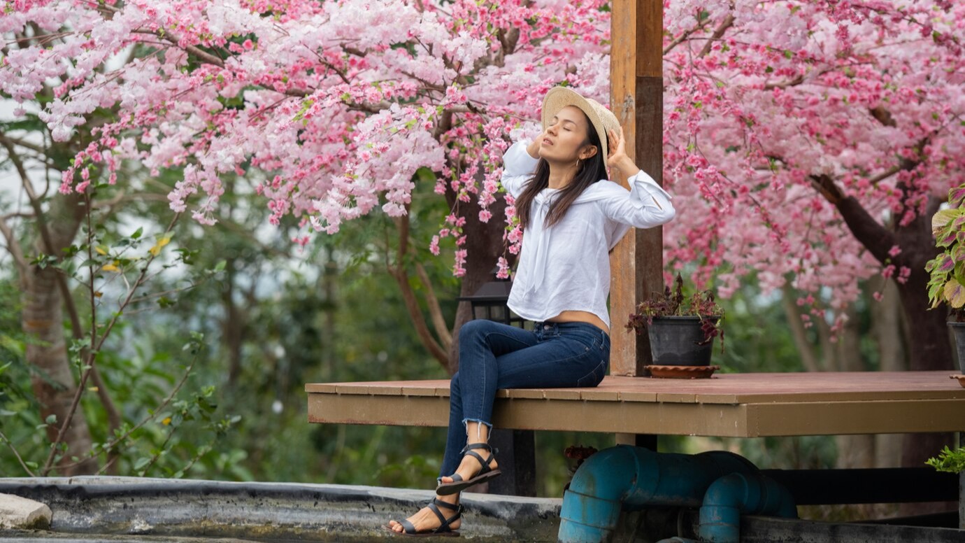 traveler di bawah pohon sakura