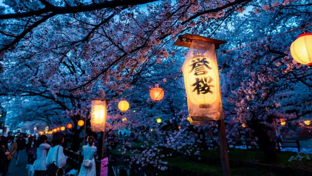 Hanami Di Jepang Review Wajib Kamu Tahu Sebelum ke Jepang!