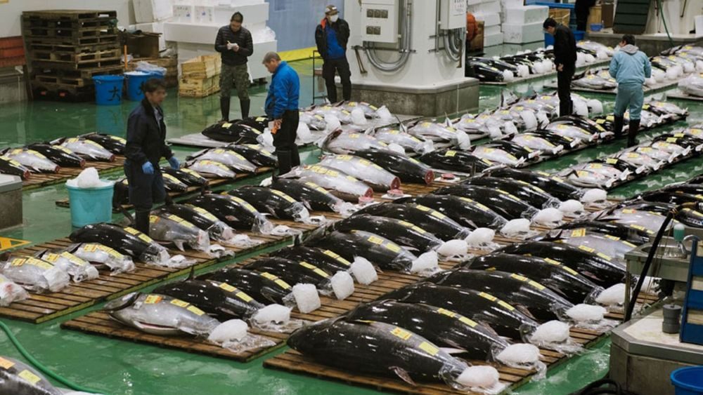 Sushi Terbaik Di Jepang 2025 Wajib Kamu Tahu Sebelum ke Jepang!
