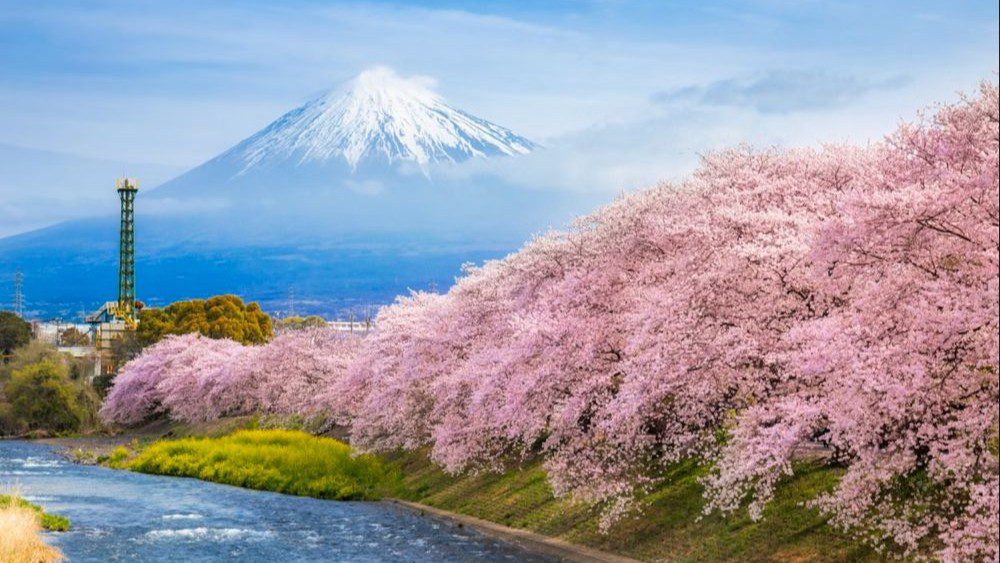 Musim Terbaik Ke Jepang Terbaru Wajib Kamu Tahu Sebelum ke Jepang!