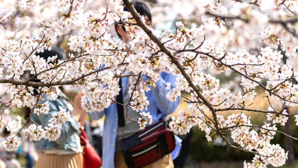 Musim Terbaik Ke Jepang Terbaru Wajib Kamu Tahu Sebelum ke Jepang!