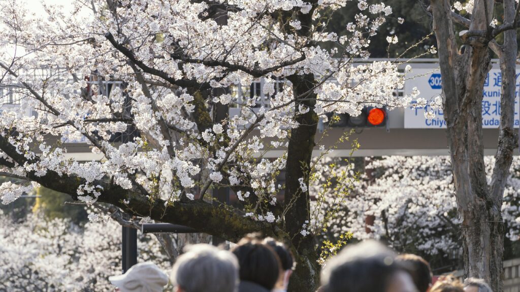 musim terbaik ke jepang pengalaman