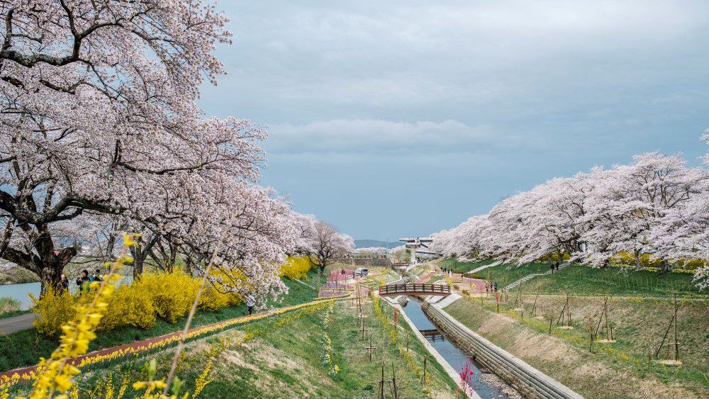 Travel Ke Jepang Musim Semi Tips Lengkap Wajib Kamu Tahu Sebelum ke Jepang!