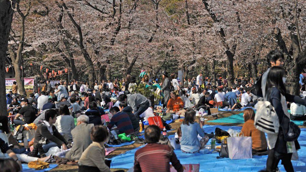 Travel Ke Jepang Musim Semi Untuk Keluarga Wajib Kamu Tahu Sebelum ke Jepang!