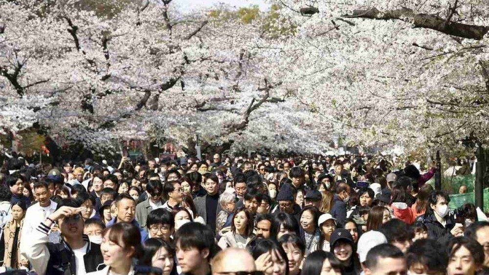 Musim Terbaik Ke Jepang 2025 Wajib Kamu Tahu Sebelum ke Jepang!