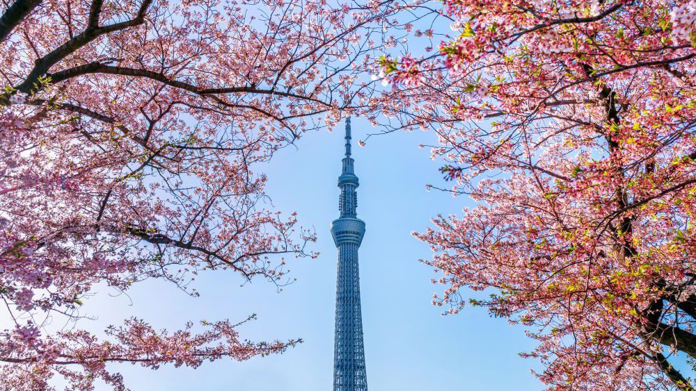 Travel Ke Jepang Musim Semi Untuk Keluarga Wajib Kamu Tahu Sebelum ke Jepang!