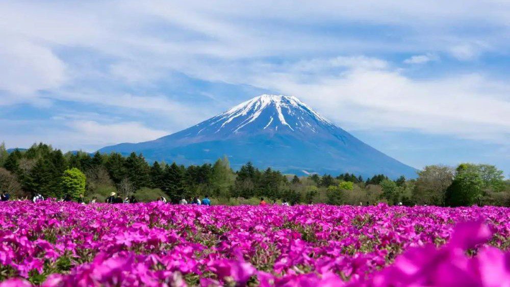 Travel Ke Jepang Musim Semi Untuk Keluarga Wajib Kamu Tahu Sebelum ke Jepang!