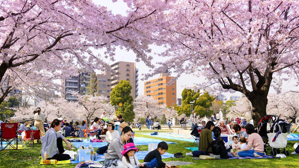 Musim Terbaik Ke Jepang 2025 Wajib Kamu Tahu Sebelum ke Jepang!