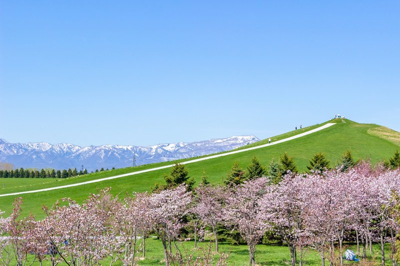 full bloom sakura 2026