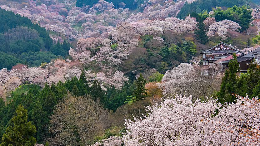 spot sakura jepang 2026