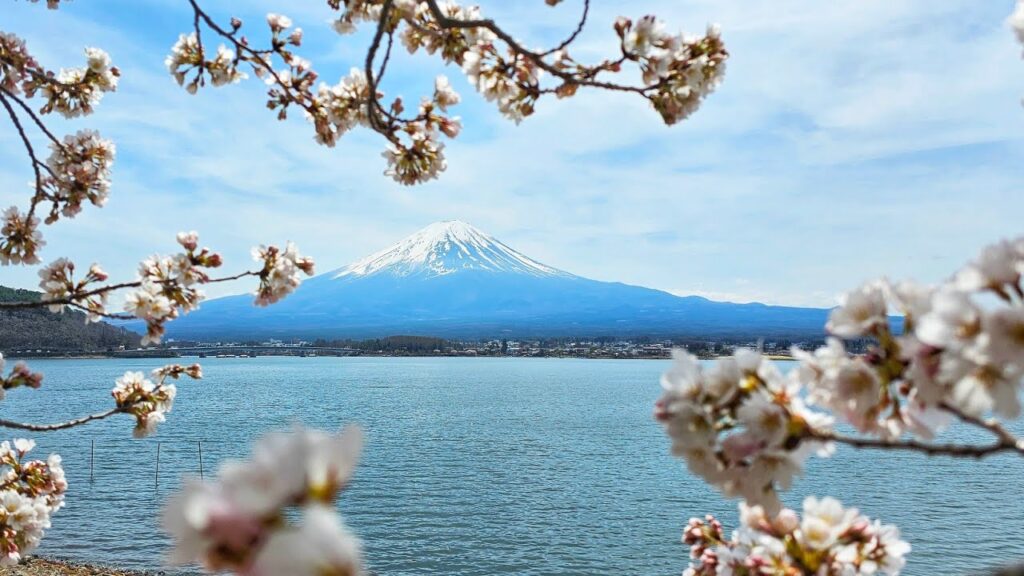 spot sakura jepang 2026