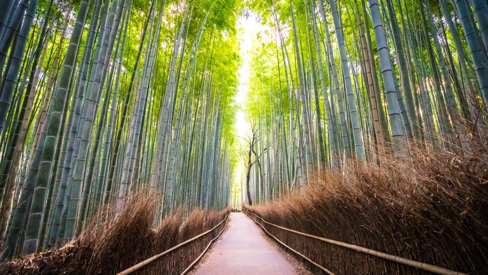 damyang bamboo forest korea selatan