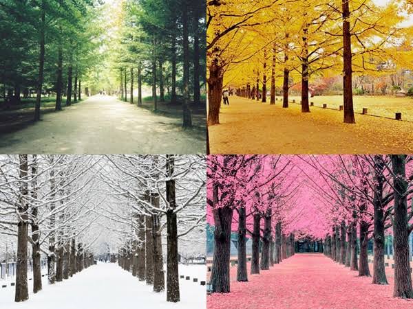 nami island musim gugur