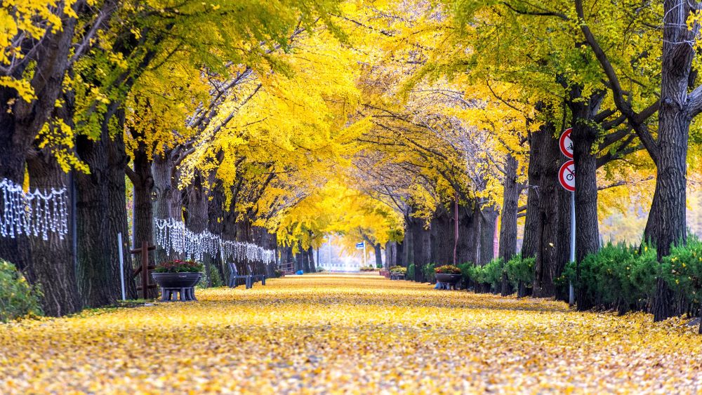 nami island musim gugur
