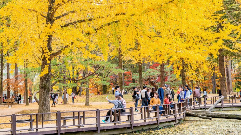 gangwon korea selatan musim gugur