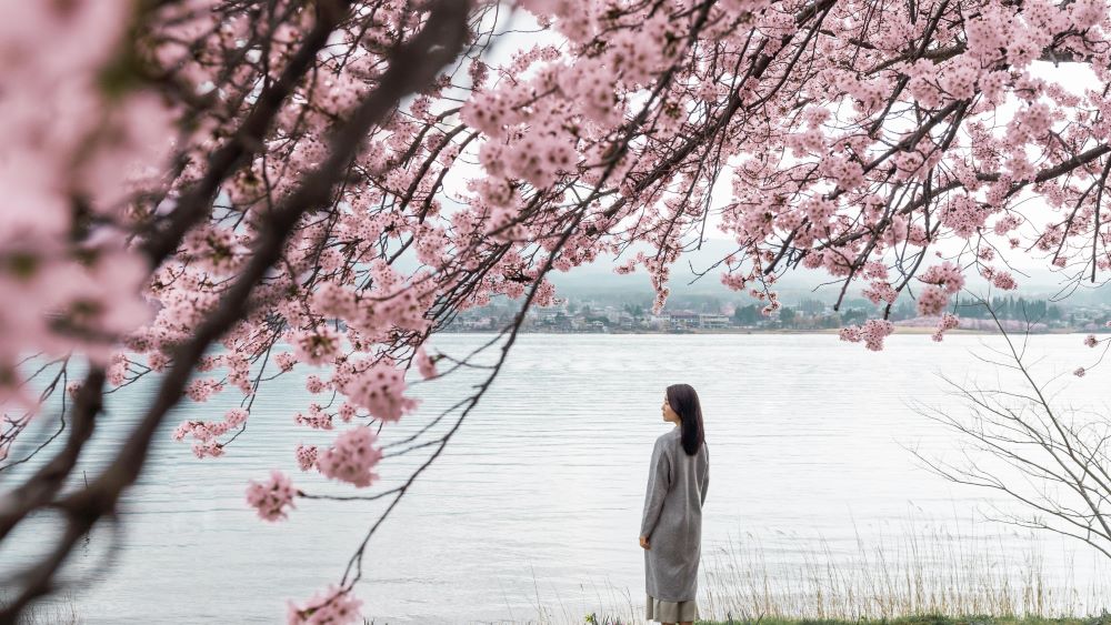 itinerary sakura korea selatan 2026