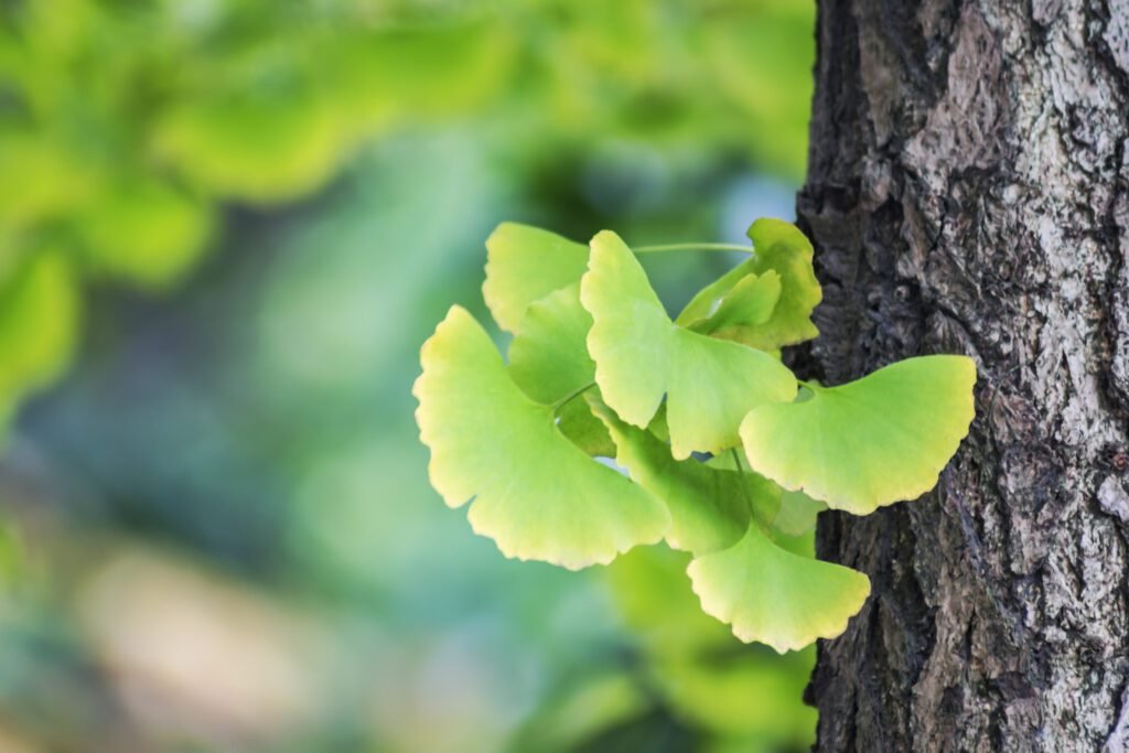 daun ginkgo korea selatan