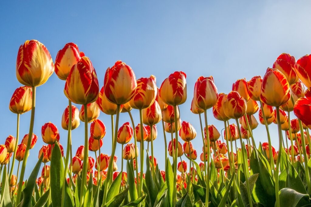 Everland Saat Musim Semi: Menikmati Festival Tulip dan Taman Bunga Warna-warni
