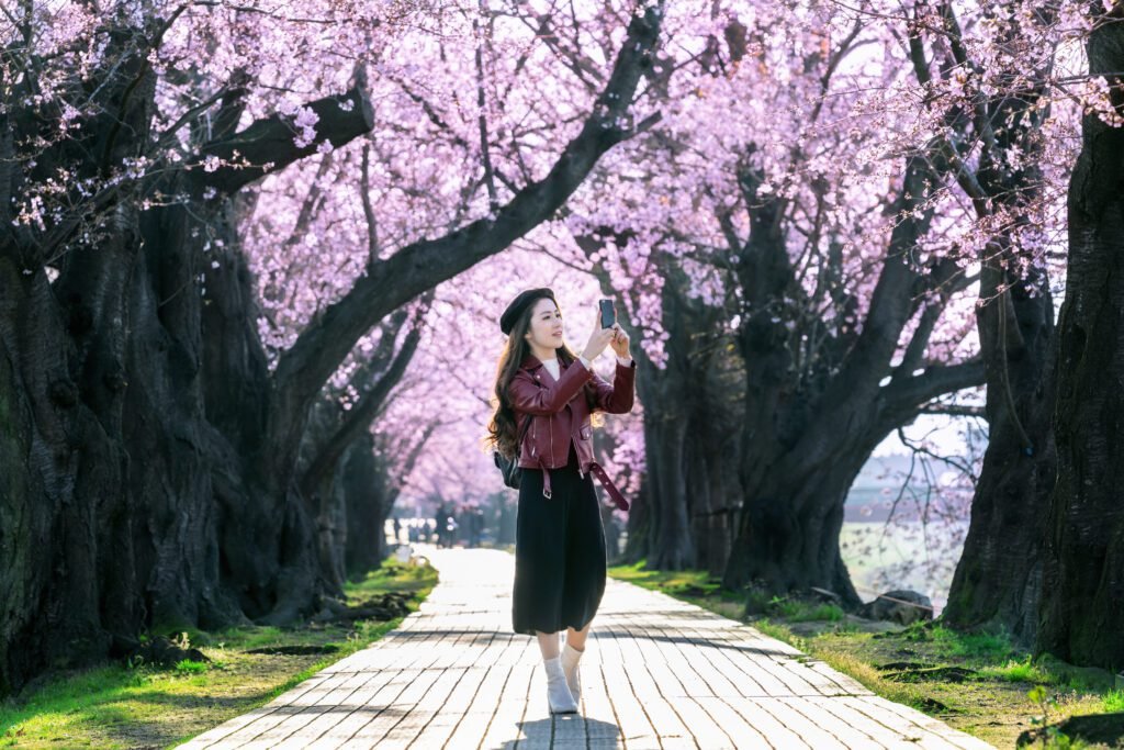 tempat sakura korea selatan 2026